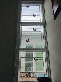 เหล็กดัดพร้อมมุ้งลวด นิยม ผีเสื้อ