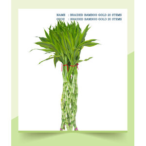 BRAIDED-BAMBOO-GOLD-20-STEMS