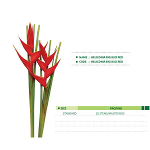 HELICONIA-BIG-BUD-RED
