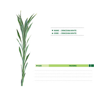 DRACEANA-WHITE