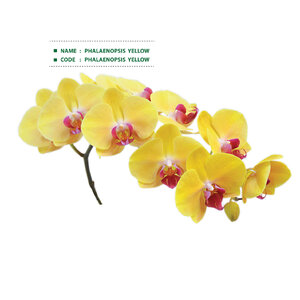 PHALAENOPSIS