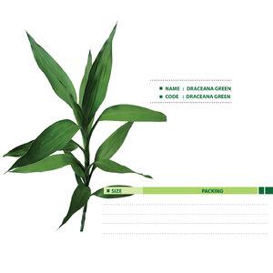 DRACEANA-GREEN
