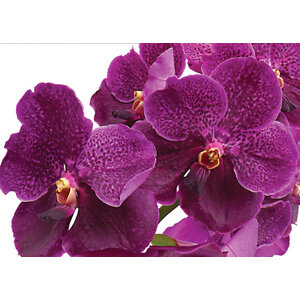VANDA