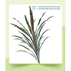 CORDYLINE-STEMS-GREEN-RED-SMALL