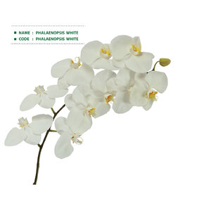 PHALAENOPSIS--WHITE