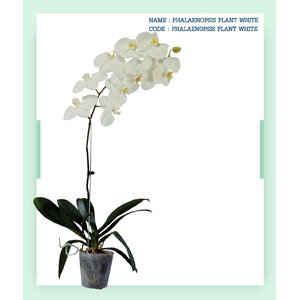 PHALAENOPSIS-PLANT-WHITE