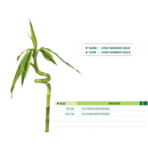 CURLY-BAMBOO-GOLD