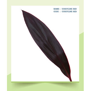 CORDYLINE-RED