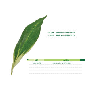 CORDYLINE-GREEN-WHITE