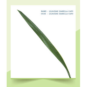 LILIACEAE-DIANELLA-CAPU