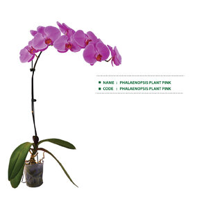 PHALAENOPSIS-PLANT-PINK