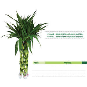 BRAIDED-BAMBOO-GREEN-20-STEMS