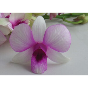 DENDROBIUM