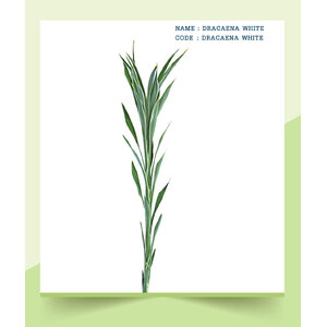 DRACAENA-WHITE