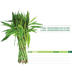 BRAIDED-BAMBOO-GOLD-20-STEMS