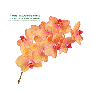 PHALAENOPSIS--ORANGE