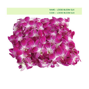 LOOSE-BLOOM-GLX