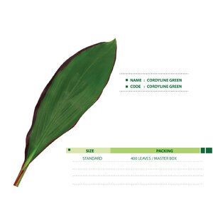CORDYLINE-GREEN