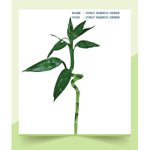 CURLY-BAMBOO-GREEN