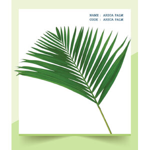 ARECA-PALM