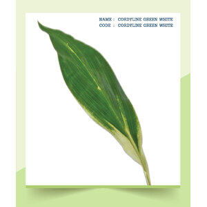 CORDYLINE-GREEN-WHITE