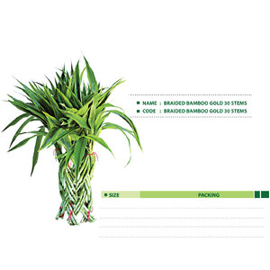 BRAIDED-BAMBOO-GOLD-30-STEMS