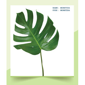 MONSTERA