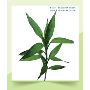 DRACAENA-GREEN