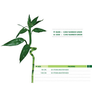 CURLY-BAMBOO-GREEN