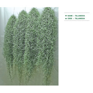 TILLANDSIA