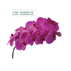 PHALAENOPSIS--PINK