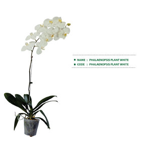 PHALAENOPSIS-PLANT-WHITE