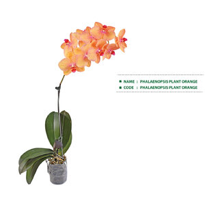 PHALAENOPSIS-PLANT-ORANGE