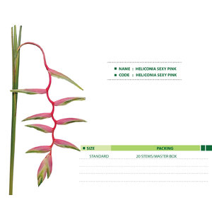 HELICONIA-SEXY-PINK