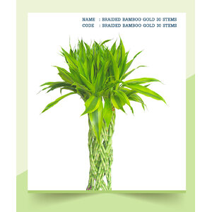 BRAIDED-BAMBOO-GOLD-30-STEMS