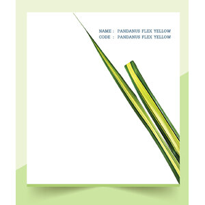 PANDANUS-FLEX-YELLOW