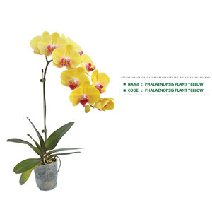 PHALAENOPSIS-PLANT-YELLOW