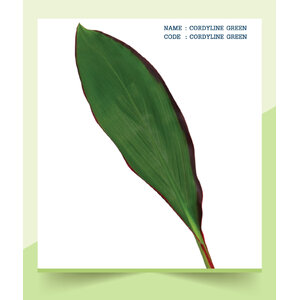 CORDYLINE-GREEN
