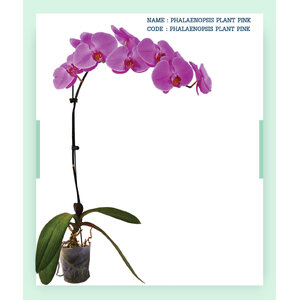 PHALAENOPSIS-PLANT-PINK