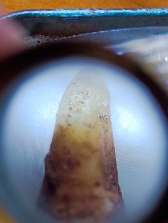 พระทันตธาตุ พระเกศา ครูบาสุนทร วัดป่าป่วย อ.บ้านโฮ่ง จ.ลำพูน เจ้าของเดิม ชื่อคำแสน อดีตผู้ใหญ่บ้าน บ้านสันตับเต่า อ.บ้านโฮ่ง จ.ลำพูน บ้านลุงคำแสนอยู่ห่างจากวัดไม่มาก อายุ 74 ปี (บันทึก พ.ศ. 2567) ท่านจำได้แต่ว่าได้มาหลายสิบปีแล้ว แต่จำ พ.ศ.ไม่ได้