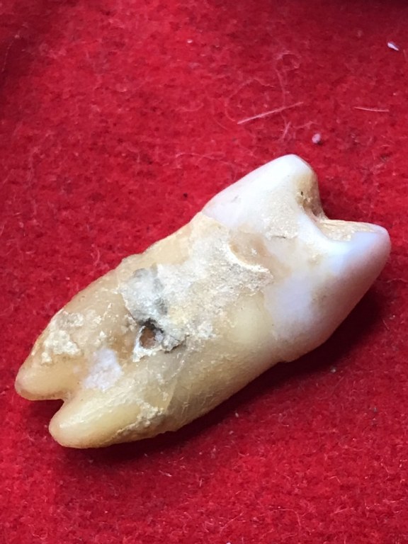 พระทันตธาตุ ครูบาติ๊บ วัดท่าวังพร้าว อ.สันป่าตอง จ.เชียงใหม่ ได้มาจากกำนันคำ อดีตกำนันบ้านปากกอง อ.สารภี จ.เชียงใหม่ ปัจจุบันอายุ 86 ปี (บันทึก พ.ศ.2566) กำนันคำได้พระทันตธาตุครูบาติ๊บ ได้มาเมื่อปี พ.ศ.2549 ได้มาจากลูกศิษย์ครูบาติ๊บ ชื่อลุงวิโรจน์