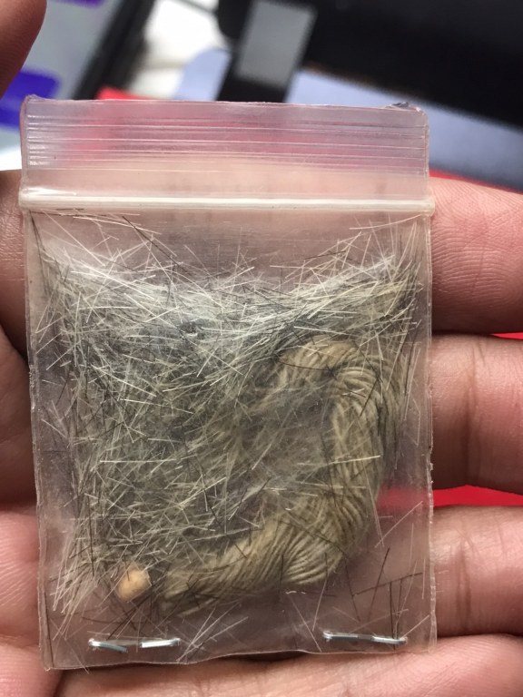 พระเกศา สายสิญจ์ หลวงปู่ครูบาชัยยะวงศา พระเกศา สายสิญจ์ นี้ ได้มาจากคุณลุงวิษณุ กะเหรี่ยงชาวห้วยต้ม ท่านว่าได้มานานแล้ว ตั้งแต่สมัย ยังหนุ่ม ๆ ติดตามหลวงปู่ไปที่ต่าง ๆ ท่านลอง ๆ ค้นดูของเก่า ๆ จึงพบเจอพระเกศาชุดนี้