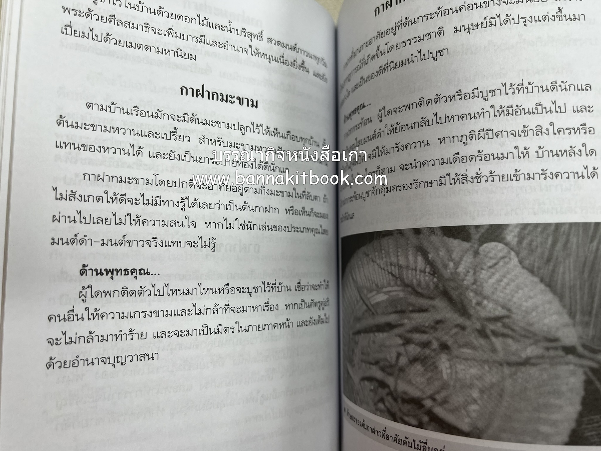 ของดีค้าขาย และเมตตามหาเสน่ห์ โดย : อาจารย์แปลก พรานนก.