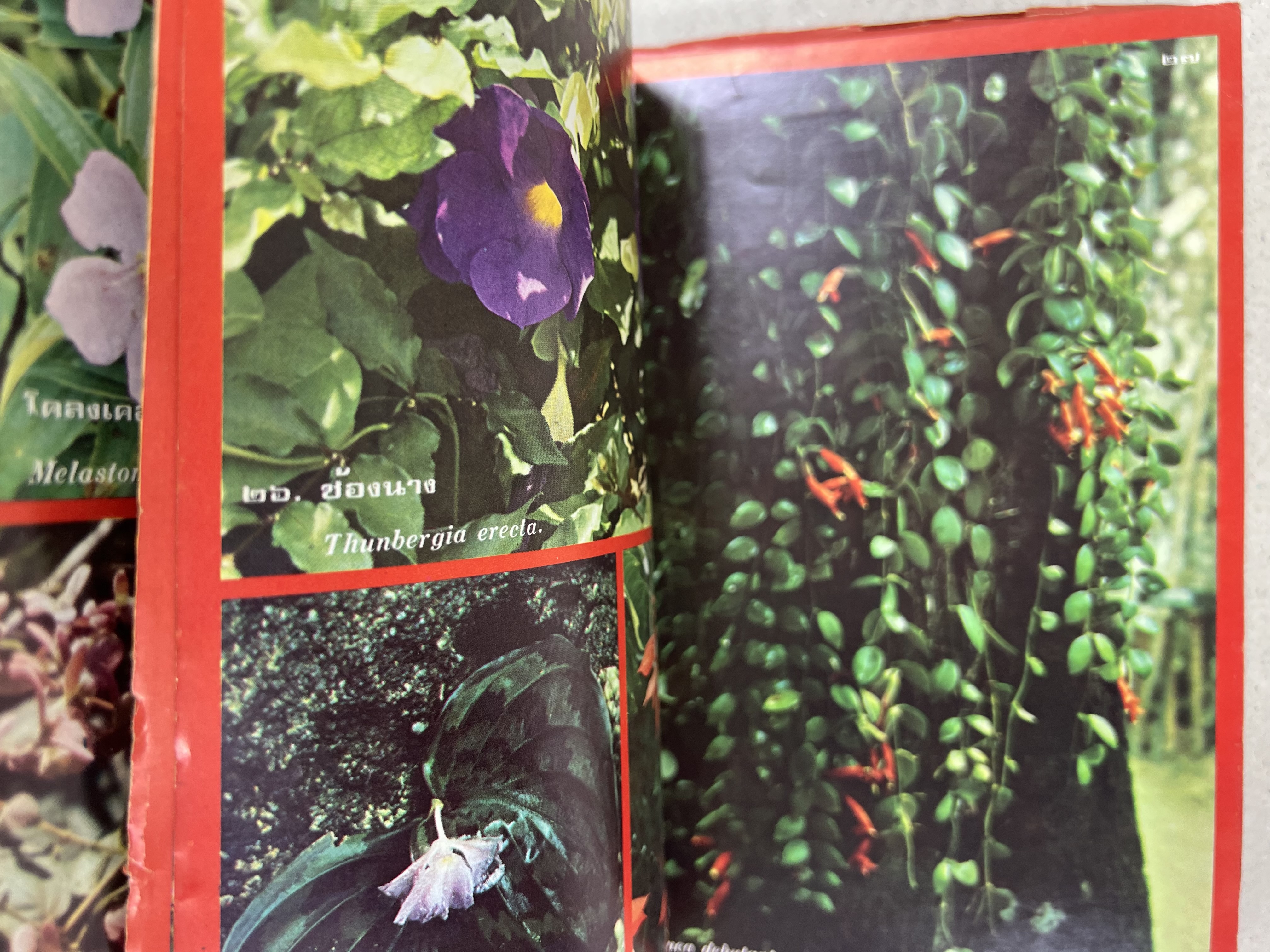 ดอกไม้เมืองไทย ชุดที่ 1-2 : คู่มือรู้จักดอกไม้โดยละเอียด พร้อมภาพสี 140 ภาพ โดย : วิชัย อภัยสุวรรณ (2 เล่มชุด).