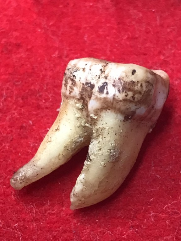 พระทันตธาตุครูบาคำแสน วัดป่าดอนมูล จ.เชียงใหม่ ได้มาจากกำนันคำ อดีตกำนันบ้านปากกอง อ.สารภี จ.เชียงใหม่ ปัจจุบันอายุ 86 ปี กำนันคำจะมีคนคอยหาวัตถุมงคลให้ ชื่อว่าลุงสมควร ปัจจุบันเสียชีวิตแล้ว ถ้ามีชีวิตอยู่ถึงปัจจุบันน่าจะมีอายุประมาณ 70 ปี