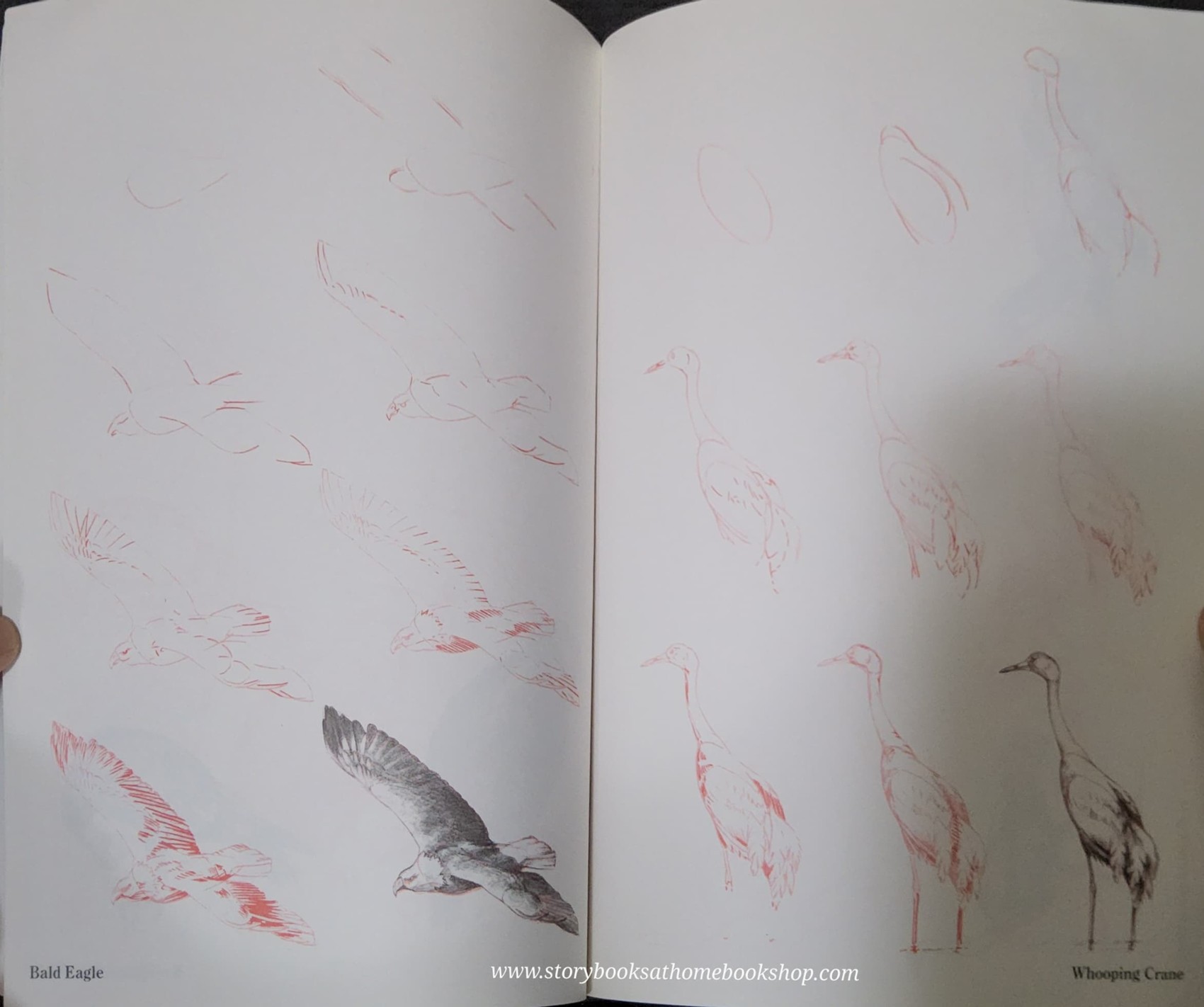 Knowledge Book** ð
ðDRAW 50 ENDANGERED ANIMALS