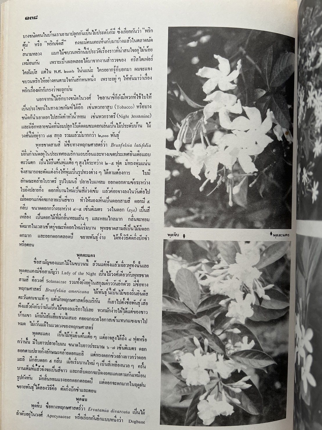 ธรรมชาติศึกษา : ฉบับแนะนำไม้ใบ-ไม้ประดับของไทยและเทศ (ชุดที่ 1 เล่มที่ 2 ลำดับที่ 2 ปี 2521).