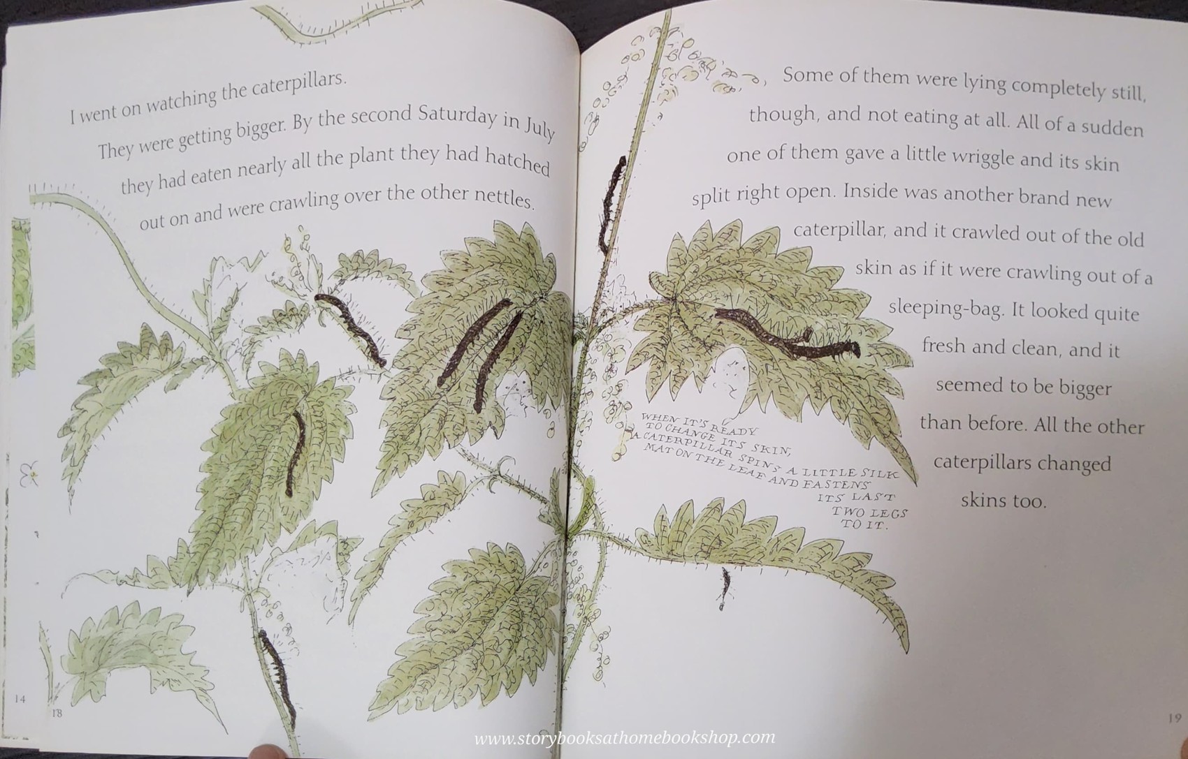 หนังสือนิทานปกอ่อน** 🍅🍓NATURE STORYBOOKS:CATERPILLAR BUTTERFLY BY VIVIAN FRENCH