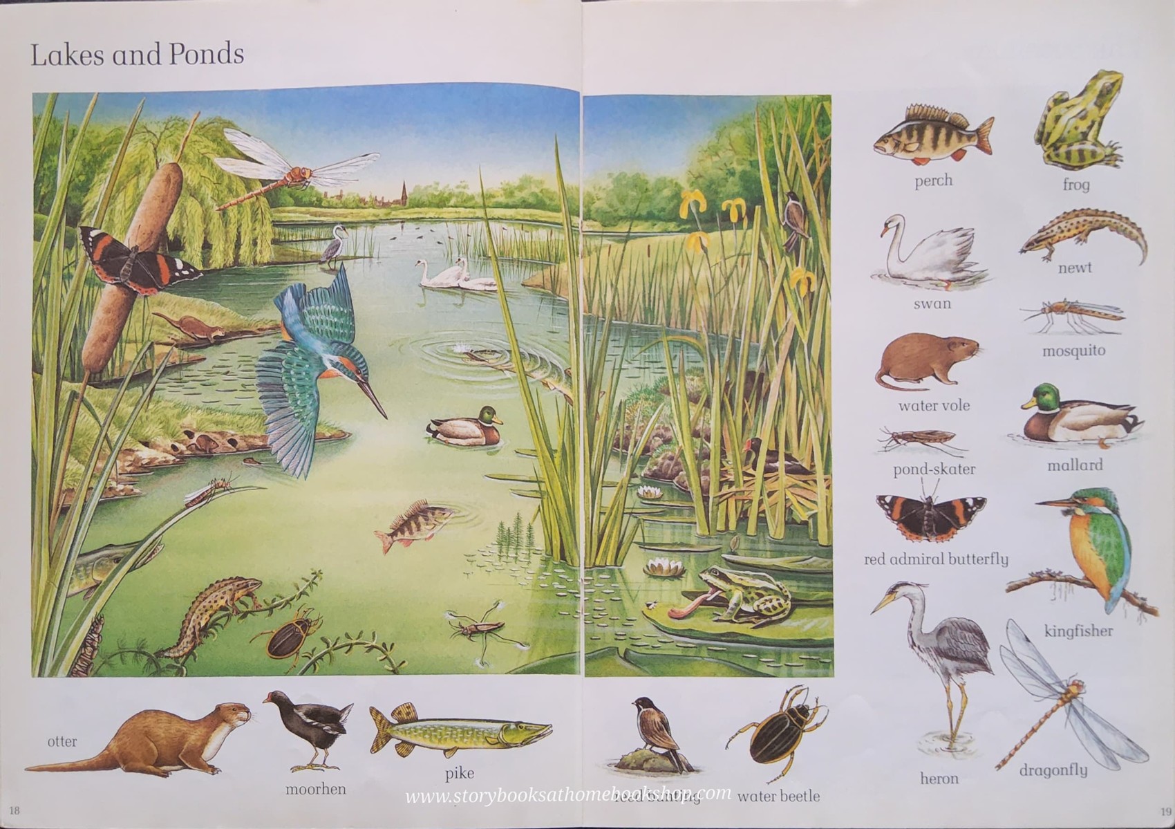 KNOWLEDGE BOOK** 🍓🍓 THE SAINSBURY'S BOOK OF WILDLIFE