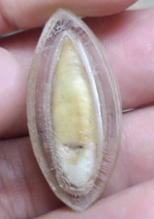 พระทันตธาตุ ครูบาปัน วัดหนองจาง ต.เมืองจี้ อ.เมือง จ.ลำพูน ได้จากครูวินัย ท่านเคยสอนที่โรงเรียนบ้านแป้น ปัจจุบันอายุ 72 ปี ท่านได้พระทันตธาตุนี้มาจากหลานครูบาปัน ชื่อปู่คำ ปู่คำท่านเสียชีวิตเมื่อ พ.ศ. 2550 ตอนอายุ 80 ปี ได้พระทันตธาตุมาเมื่อปี 2519